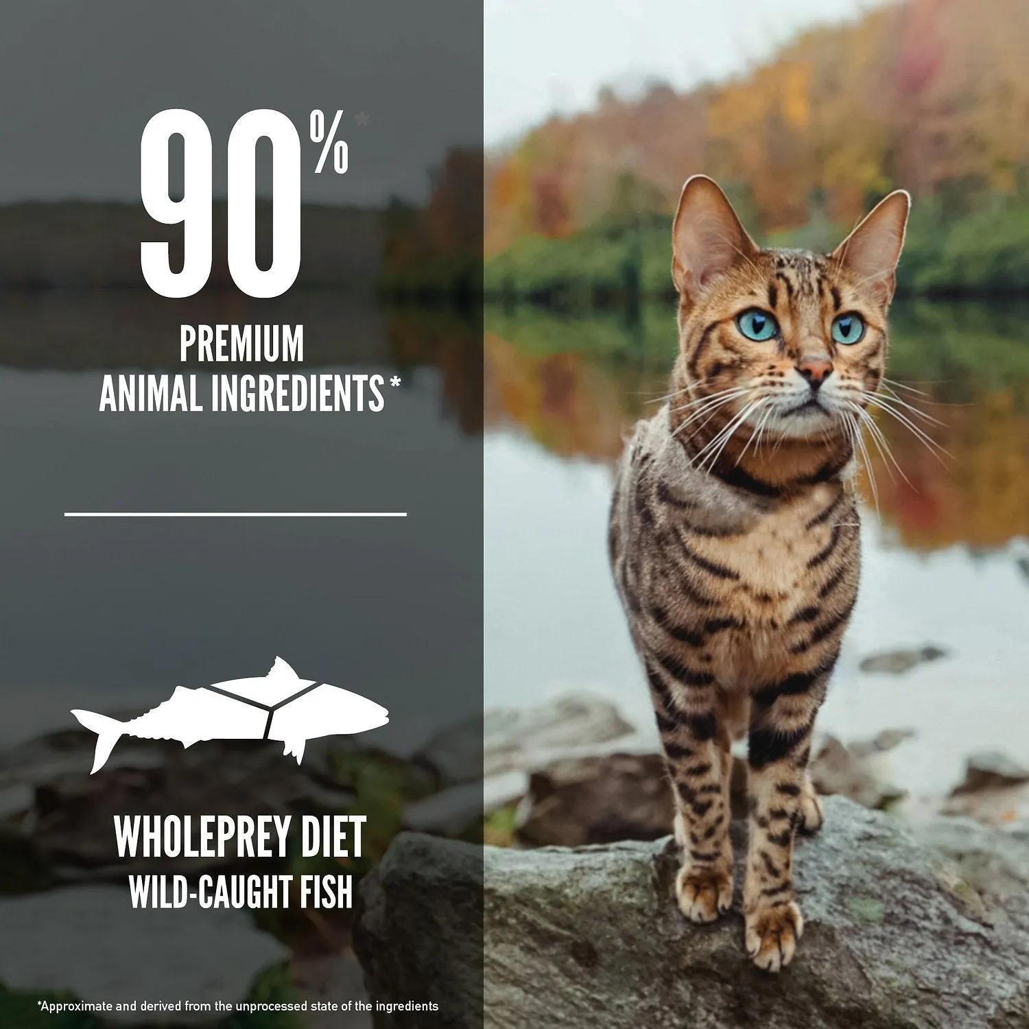 Orijen 6 Fish Cat & Kitten Dry Cat Food