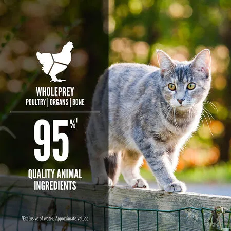 Orijen Duck & Chicken Recipe Canned Cat Food