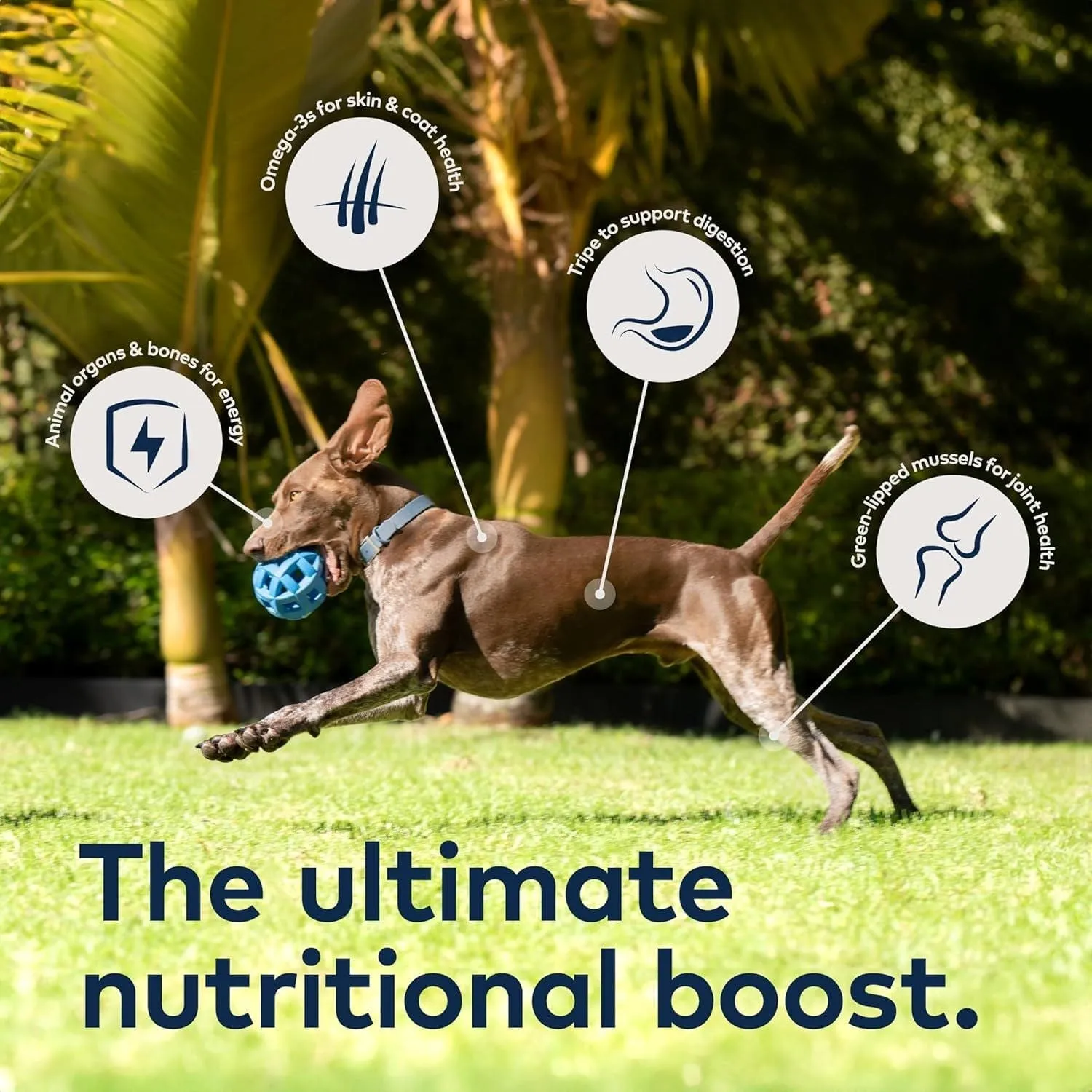 ZIWI Peak Grain Free Air-Dried New Zealand Tripe and Lamb Dry Dog Food